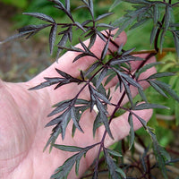 Elderberry Black Lace