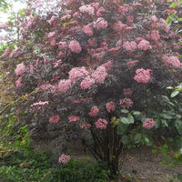 Elderberry Black Lace - Ladybird Nursery