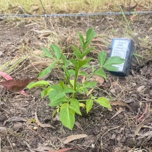 Elderberry - Ladybird Nursery