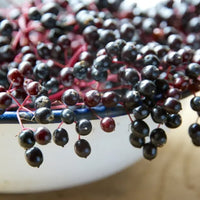 Elderberry