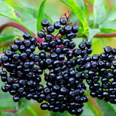 Elderberry
