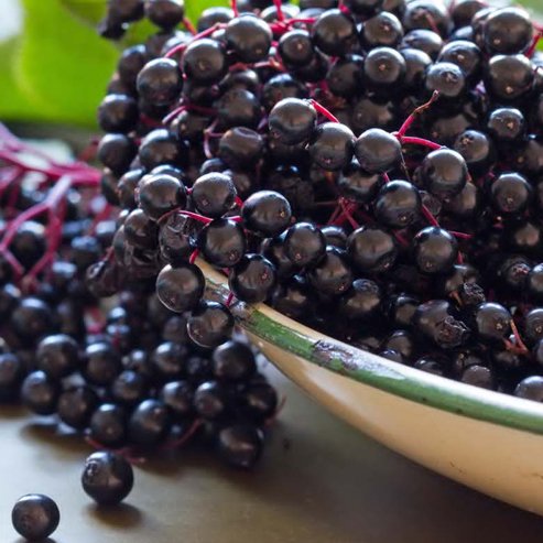 Elderberry