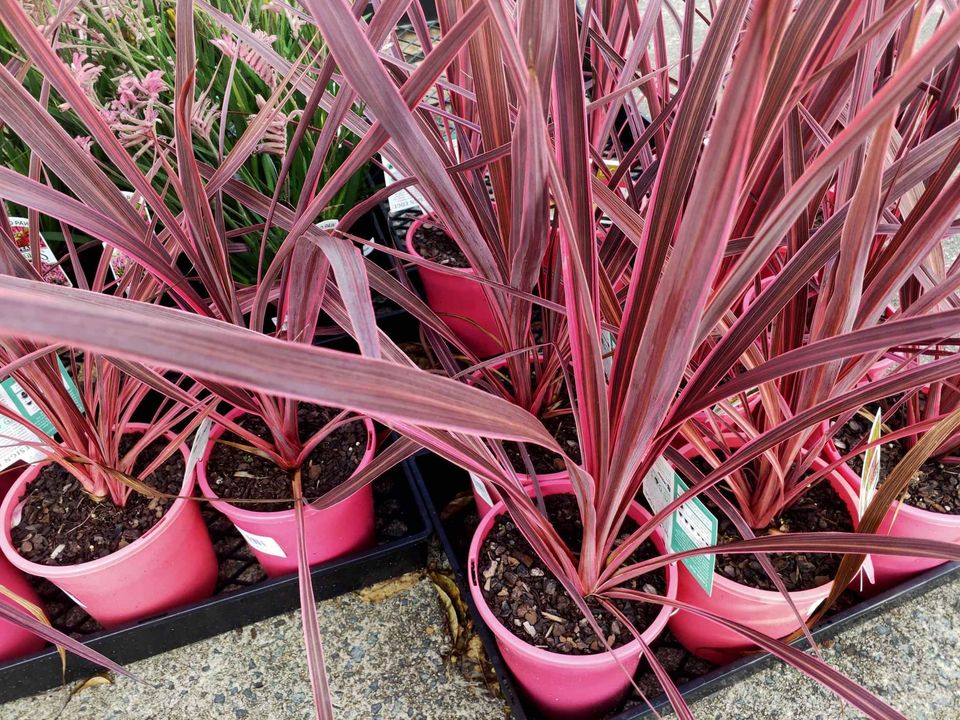 Cordyline 'Electric Pink™' (Cordyline banksii) - Ladybird Nursery
