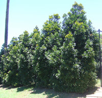 Eumundi Quandong (Elaeocarpus eumundi)