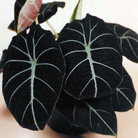 Black Velvet Elephant Ear (Alocasia Black)