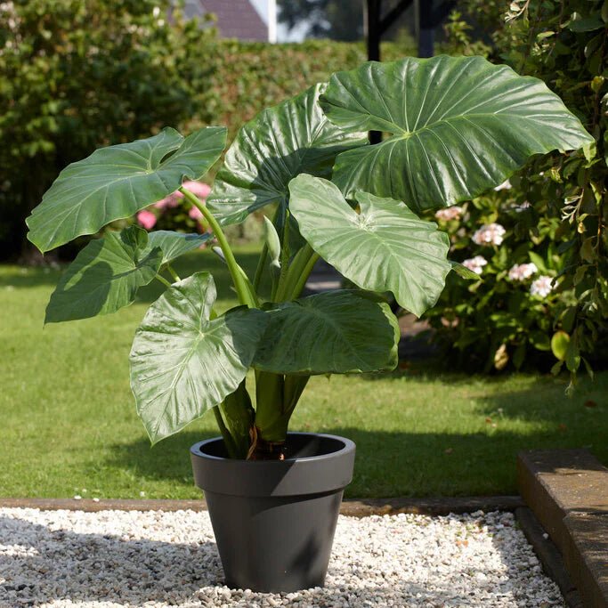 Elephant Ear (Alocasia Bebe) - Ladybird Nursery