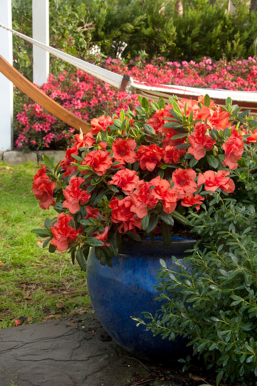 Azalea ENCORE AUTUMN EMBERS™