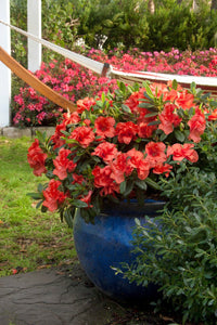 Azalea ENCORE AUTUMN EMBERS™ - Ladybird Nursery