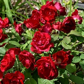 Rose Showpiece™ Lipstick (Rosa)