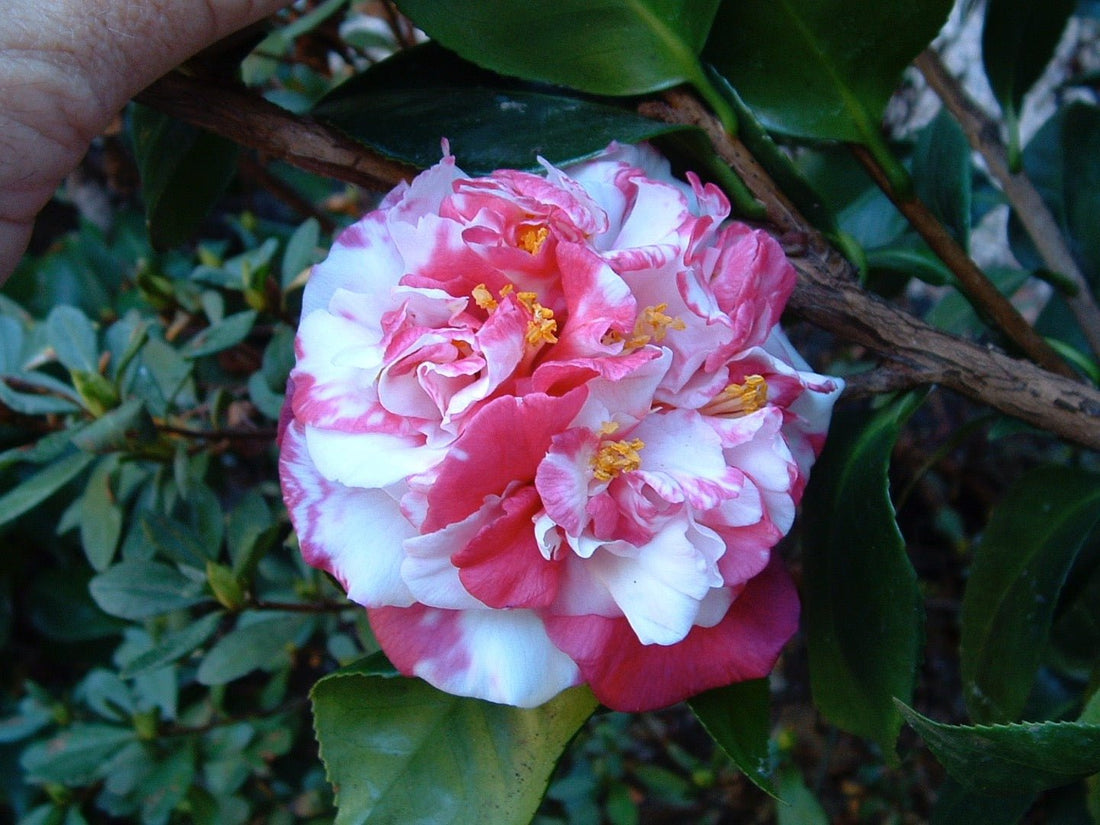 Camellia Emperor of Russia Variegated (Camellia Japonica) - Ladybird Nursery