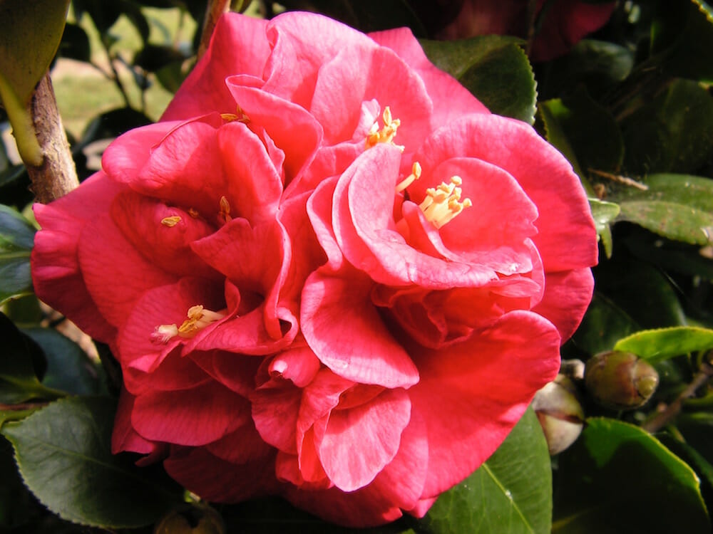 Camellia Emperor of Russia (Camellia Japonica)