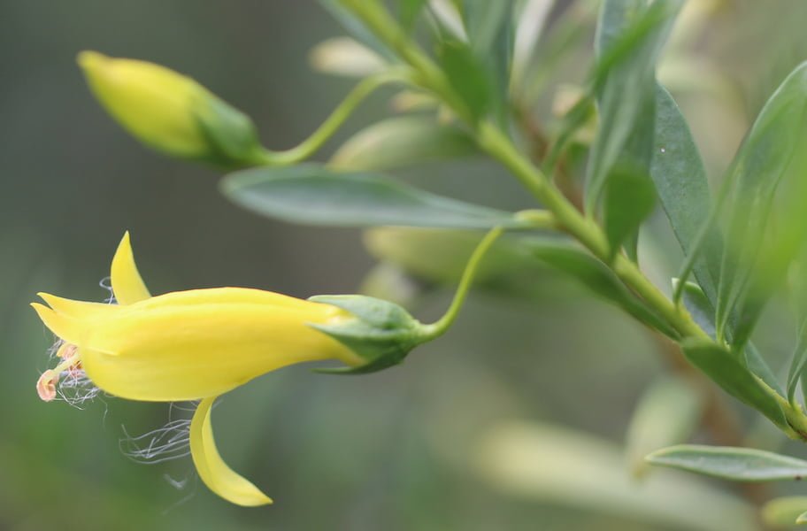 Emu Bush 'Belalla Gold' (Eremophila glabra) - Ladybird Nursery