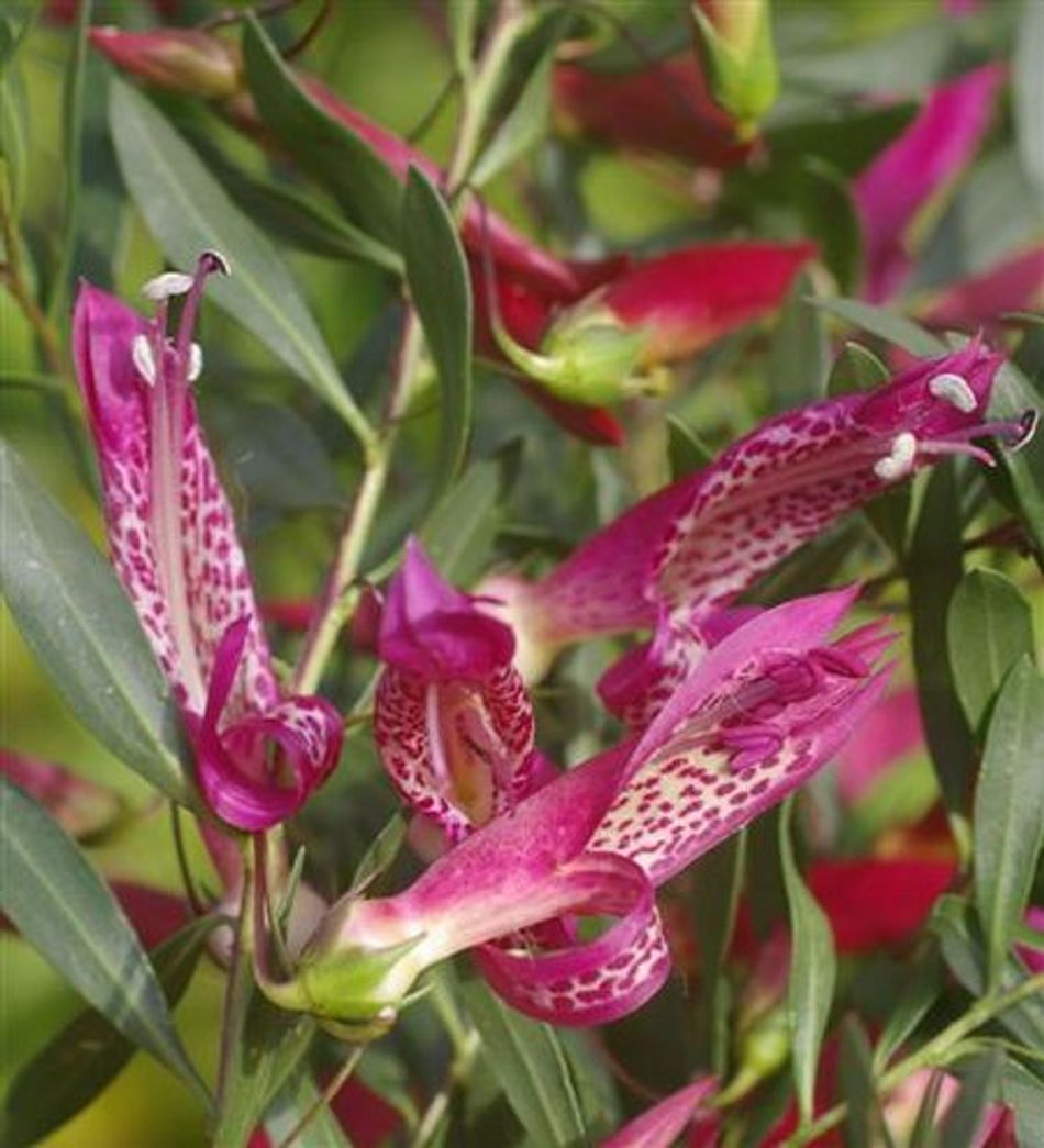 Emu Bush 'Magic Blush' (Eremophila maculata) - Ladybird Nursery