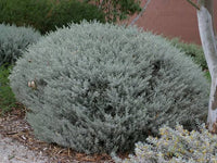 Emu Bush 'Silver Ball' (Eremophila)