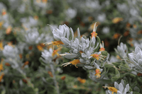Emu Bush ‘Blue Horizon™’ (Eremophila glabra) groundcover - Ladybird Nursery