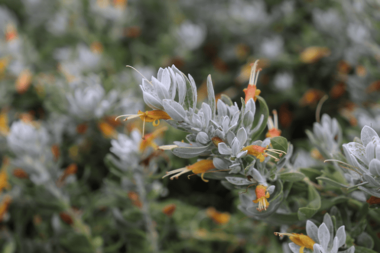 Emu Bush ‘Blue Horizon™’ (Eremophila glabra) groundcover - Ladybird Nursery