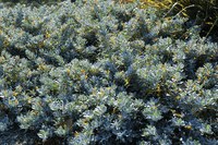 Emu Bush ‘Blue Horizon™’ (Eremophila glabra) groundcover - Ladybird Nursery