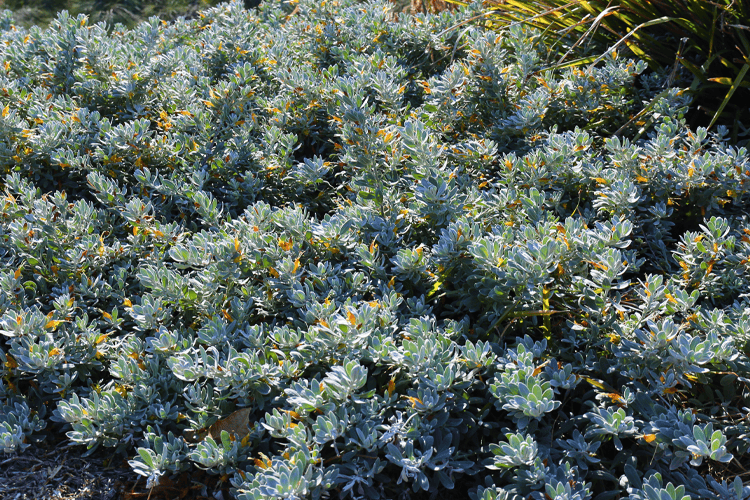 Emu Bush ‘Blue Horizon™’ (Eremophila glabra) groundcover - Ladybird Nursery
