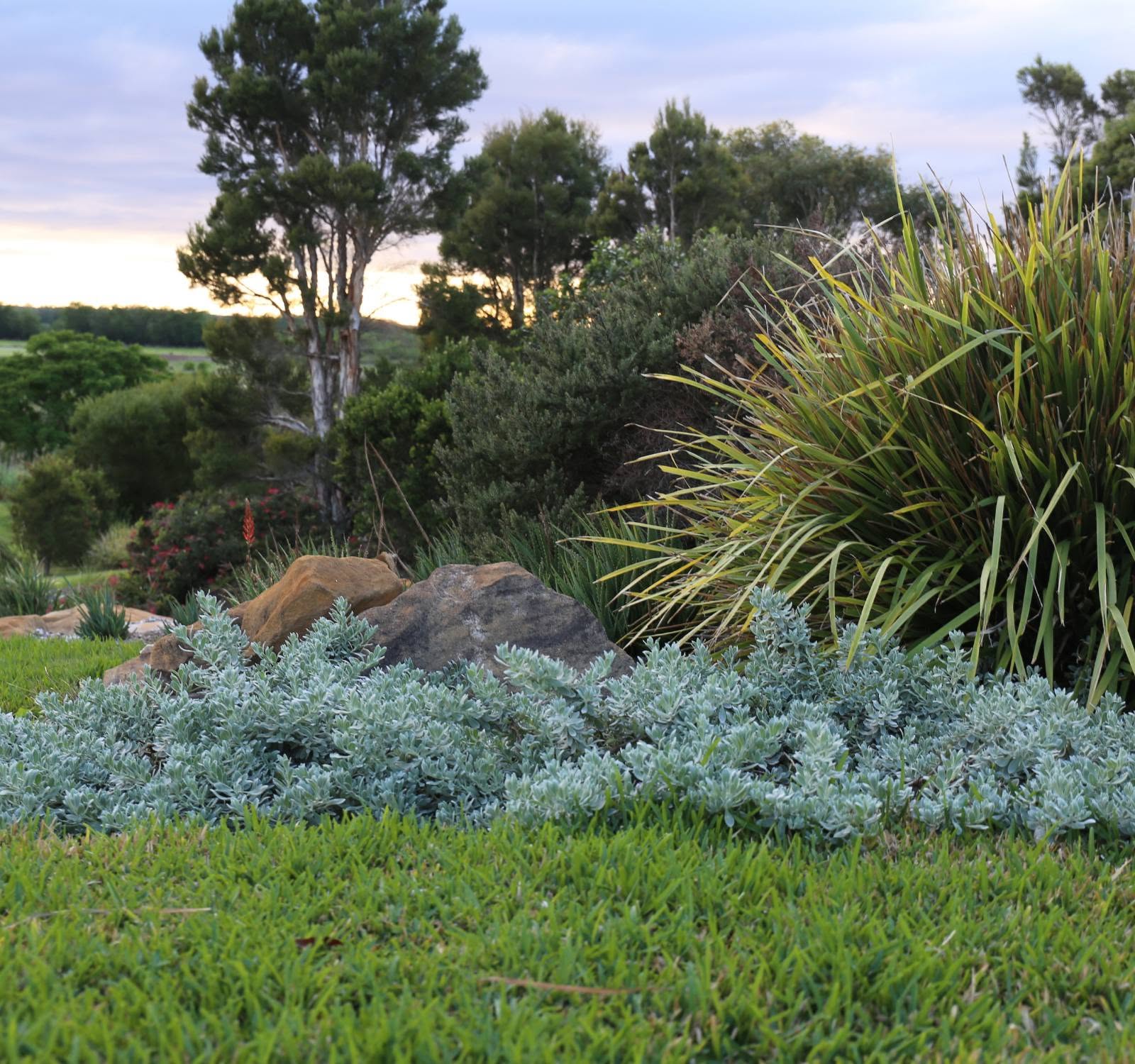 Emu Bush ‘Blue Horizon™’ (Eremophila glabra) groundcover - Ladybird Nursery