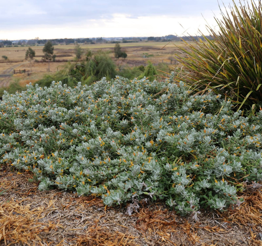 Emu Bush ‘Blue Horizon™’ (Eremophila glabra) groundcover - Ladybird Nursery