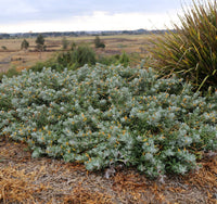 Emu Bush ‘Blue Horizon™’ (Eremophila glabra) groundcover - Ladybird Nursery