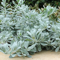 Emu Bush ‘Blue Horizon™’ (Eremophila glabra) groundcover - Ladybird Nursery