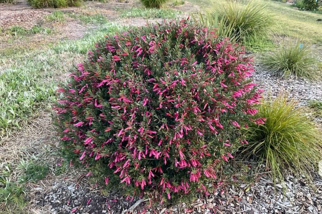 Emu Bush Desert Passion (Eremophila) - Ladybird Nursery