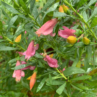 Emu Bush ‘Desert Passion’ (Eremophila) -  Large