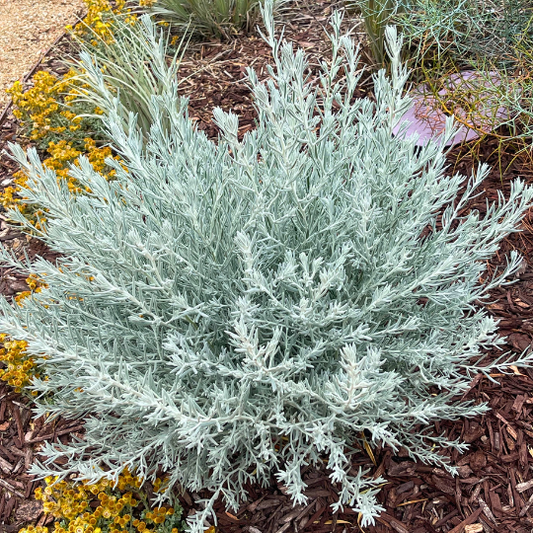 Emu Bush 'Silver Ball' (Eremophila) - Ladybird Nursery