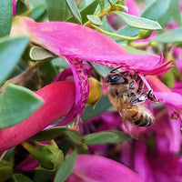 Emu Bush ‘Wild Berry’ (Eremophila alternifolia) - Ladybird Nursery