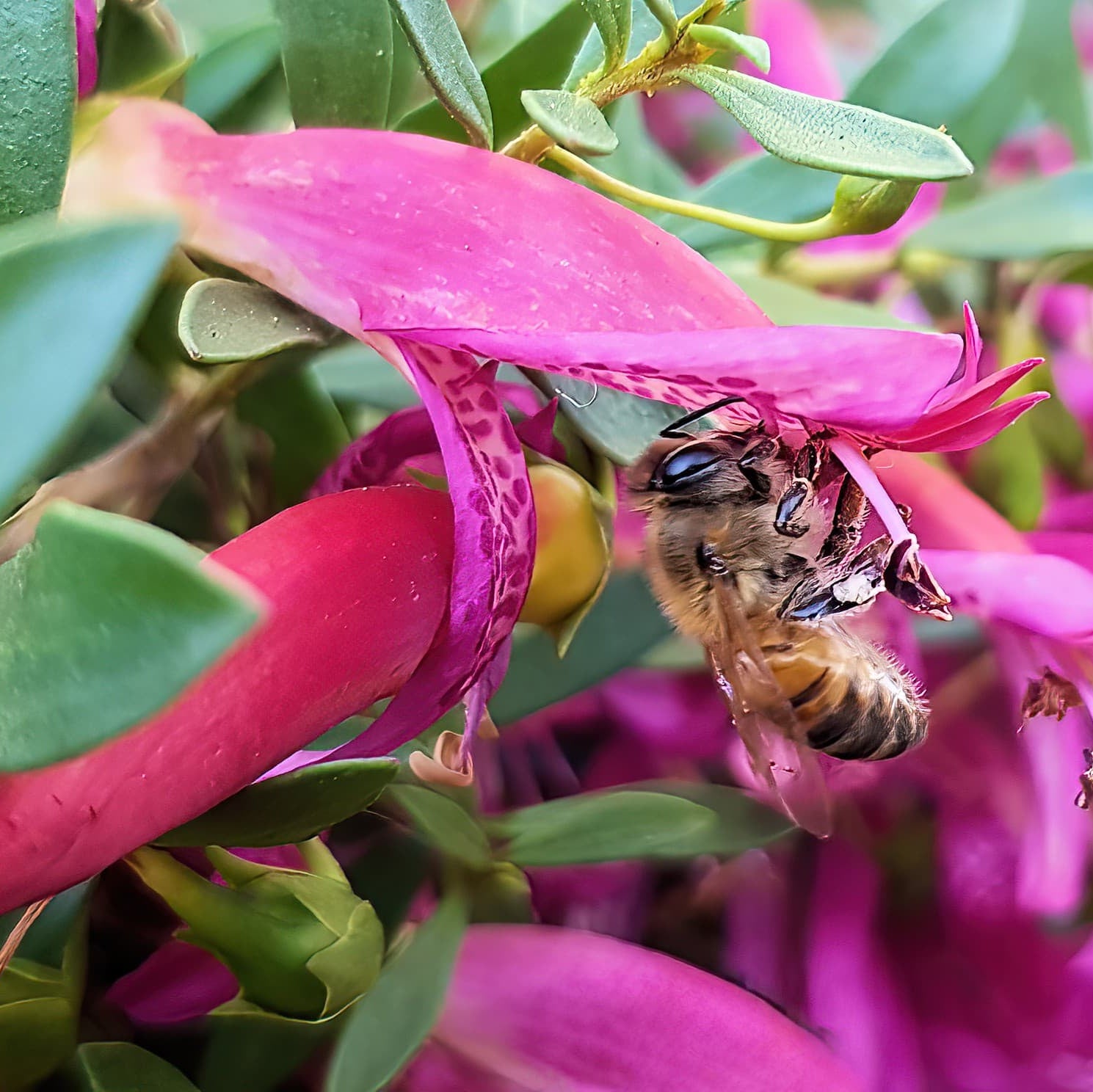 Emu Bush ‘Wild Berry’ (Eremophila alternifolia) - Ladybird Nursery