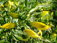 Emu Bush 'aurea' (Eremophila maculata) - Ladybird Nursery