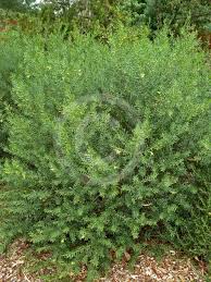 Emu Bush 'aurea' (Eremophila maculata) - Ladybird Nursery