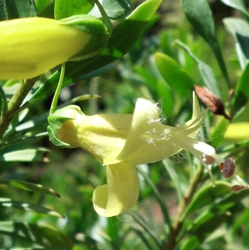 Emu Bush 'aurea' (Eremophila maculata) - Ladybird Nursery