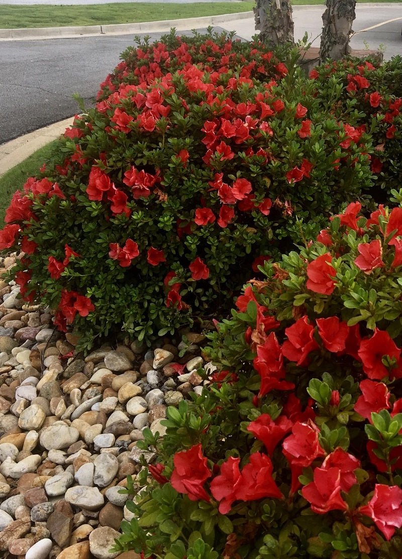 Azalea ENCORE AUTUMN BRAVO™ - Ladybird Nursery