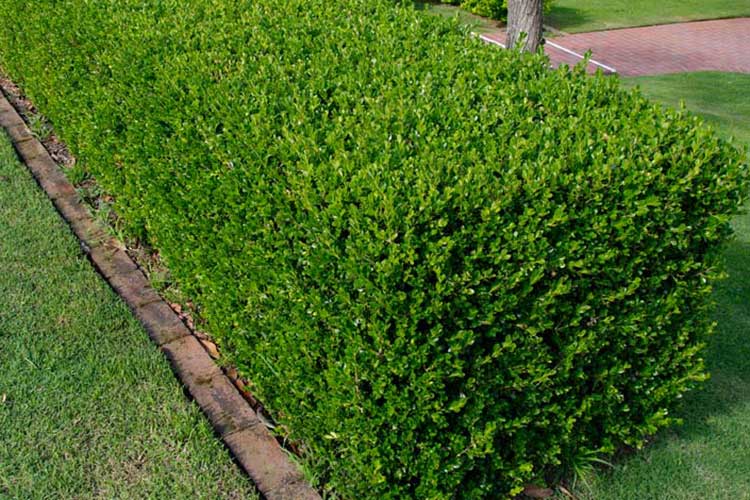 Common Box English (Buxus sempervirens)