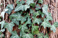 English Ivy (Hedera helix)