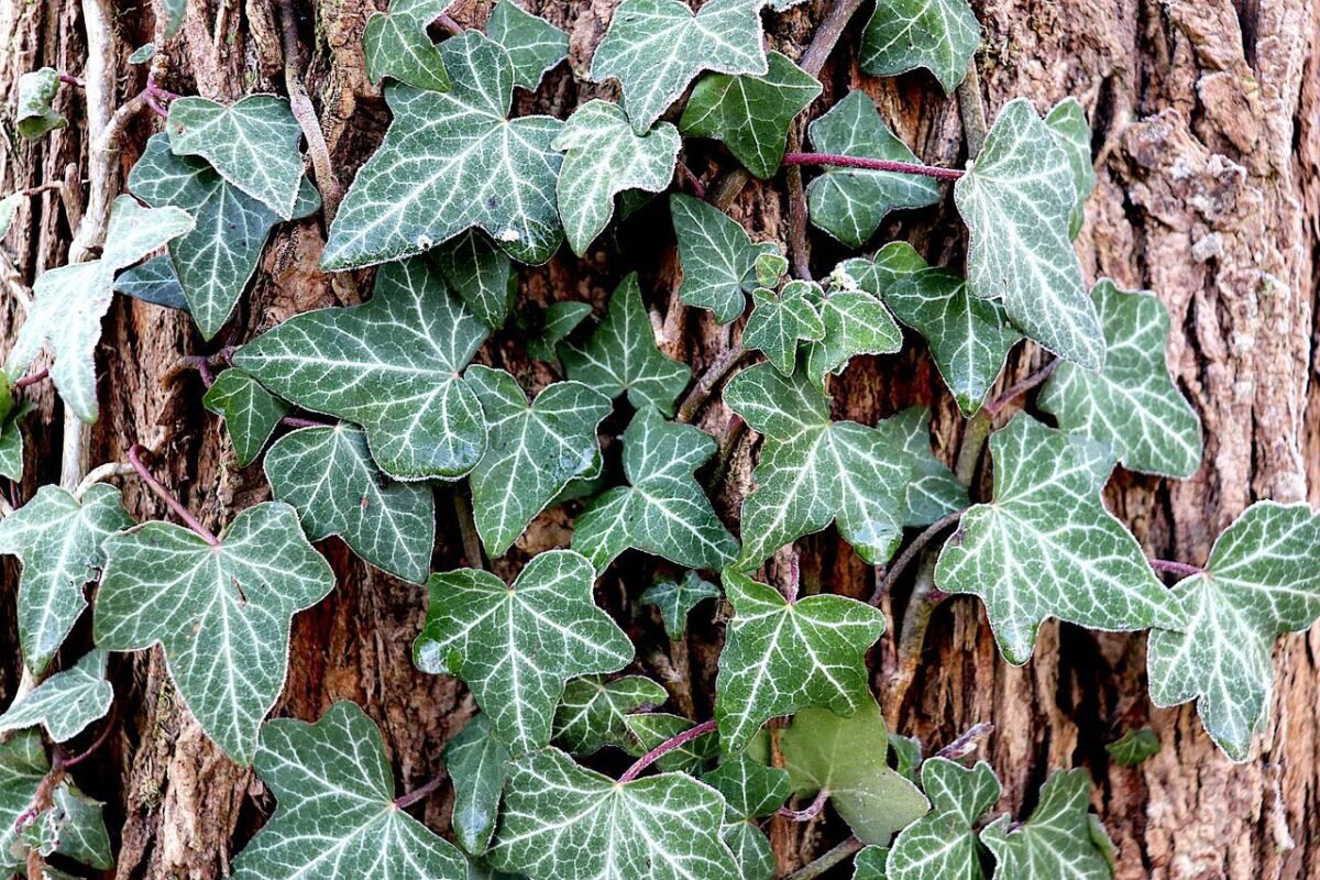 English Ivy (Hedera helix) - Ladybird Nursery