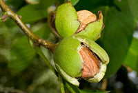 Walnut English