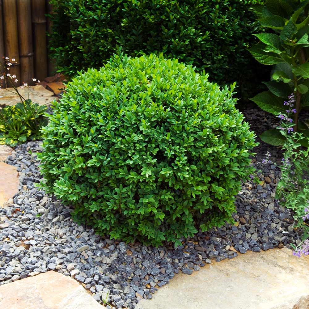 Boxwood Harland Box (Buxus harlandii)