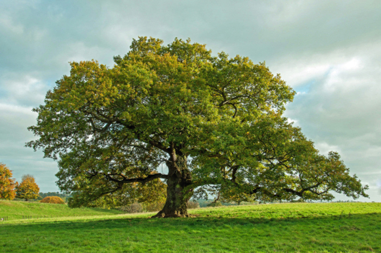 English Oak (Quercus robur)