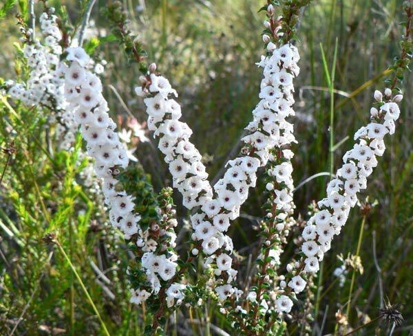 Coral Heath (Epacris microphylla) - Ladybird Nursery