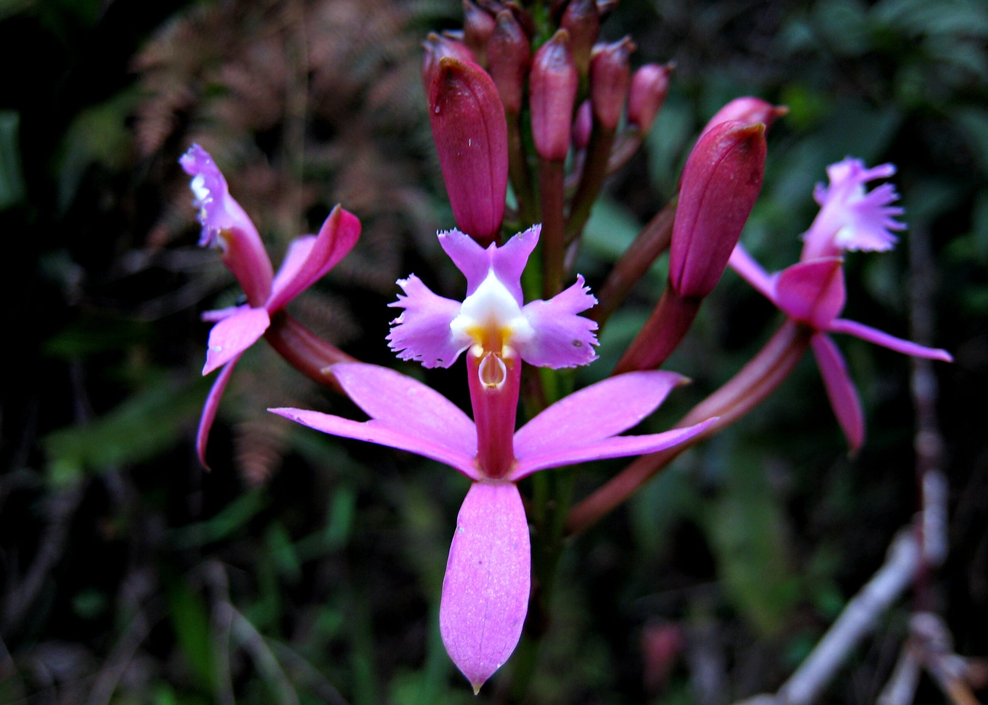 Crucifix Orchid (Epidendrum spp.)