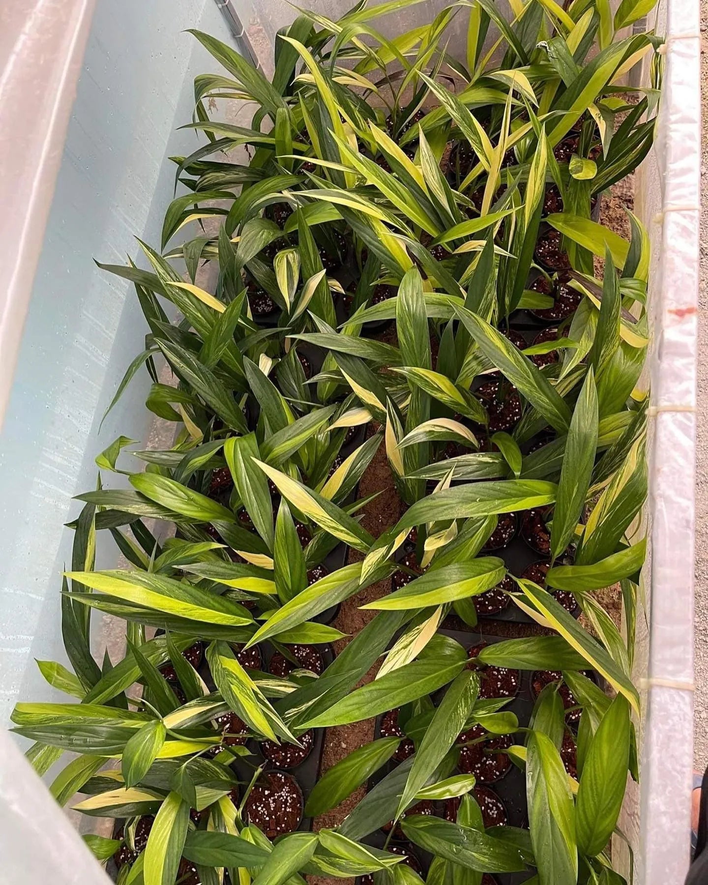 Pothos Variegated (Epipremnum amplissimum) - Ladybird Nursery