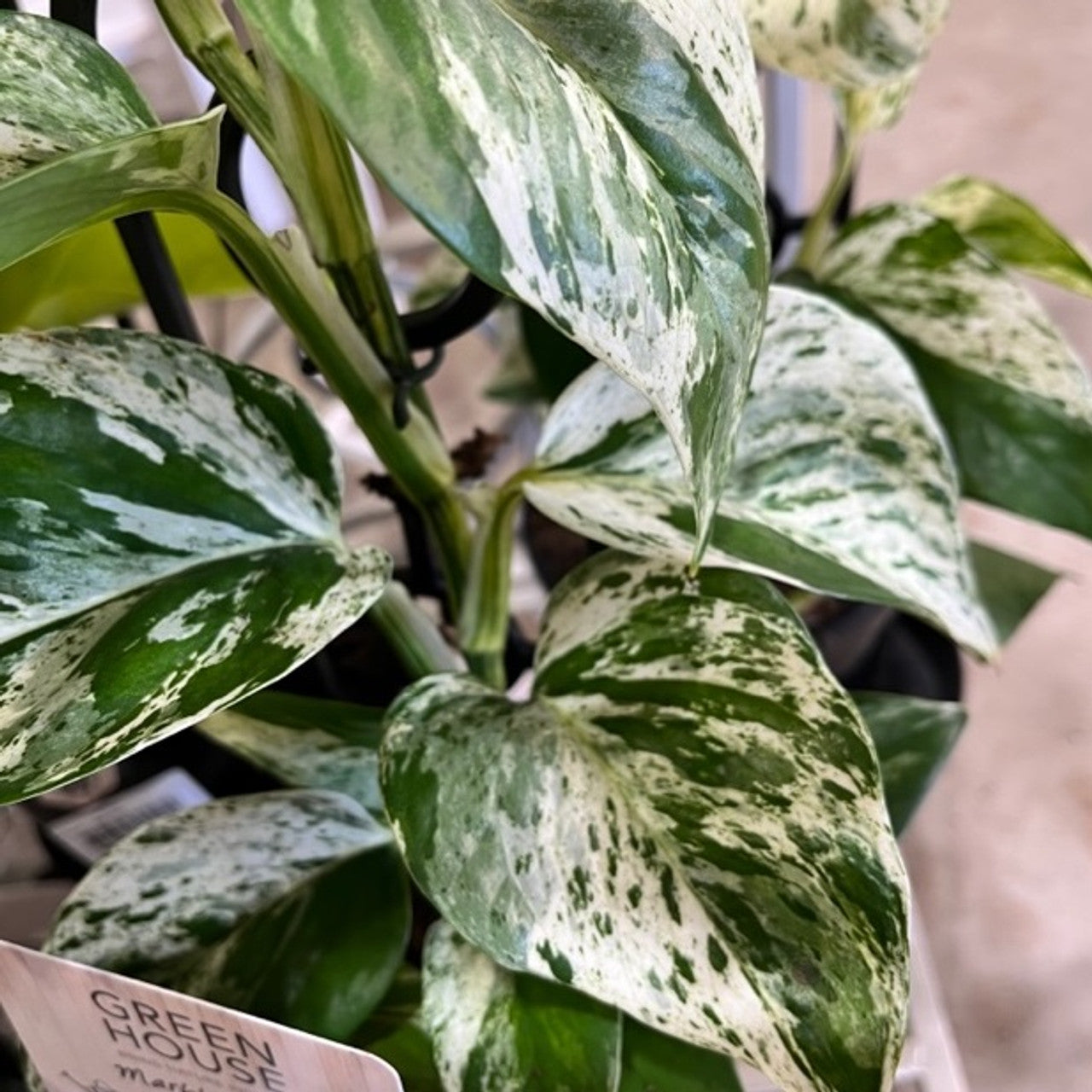 Epipremnum Silver (Epipremnum aureum)