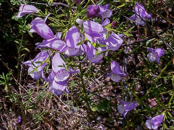 Emu Bush Blue (Eremophila Summertime) - Ladybird Nursery