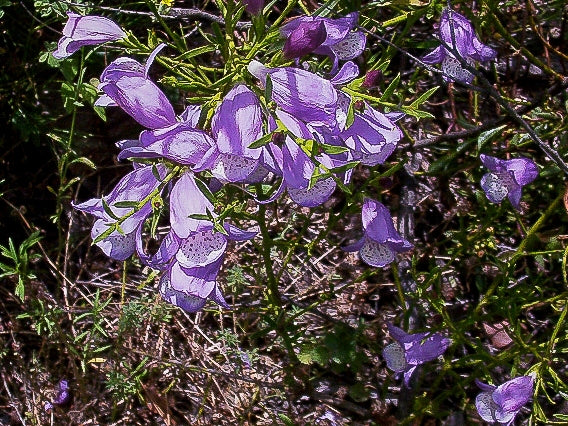 Emu Bush Blue (Eremophila Summertime)