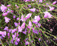 Emu Bush Blue (Eremophila Summertime)