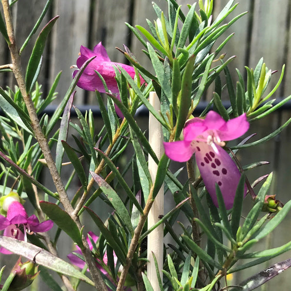 Wild Berry Emu Bush (Eremophila alternifolia)