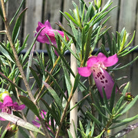 Wild Berry Emu Bush (Eremophila alternifolia)